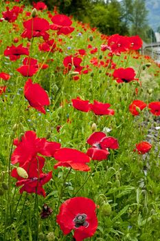 Red Poppies Flowers in Field Snoqualme Washington Papaver Rhoeas Common Poppy Flower

Resubmit--In response to comments from reviewer have further processed image to reduce noise, sharpen focus and adjust lighting.