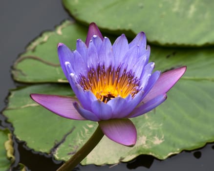 Blue Yellow Water Lily Flowers and Pads, Closeup, Macro

Resubmit--In response to commets from reviewer have further processed image to reduce noise, sharpen focus and adjust lighting.