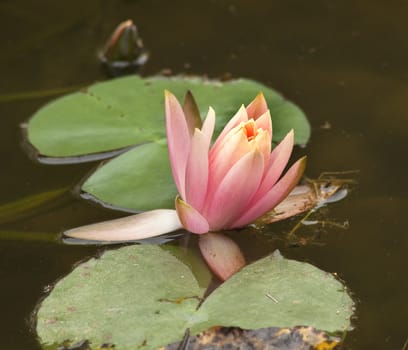 Pink Water Lily Flowers and Pads with Dragon Fly

Resubmit--In response to commets from reviewer have further processed image to reduce noise, sharpen focus and adjust lighting.