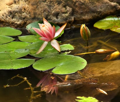 Pink Water Lily Flowers and Pads with Reflection

Resubmit--In response to commets from reviewer have further processed image to reduce noise, sharpen focus and adjust lighting.