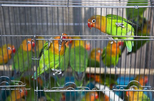 Green Yellow Parrots Hong Kong Bird Market Black and White Eyes Looking at You