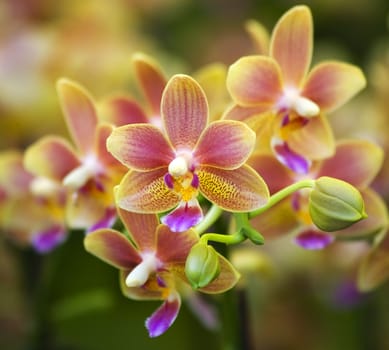 Pink Yellow Spotted Orchids Close Up Macro Hong Kong Flower Market