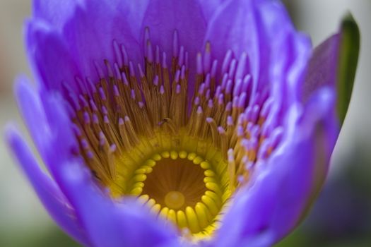 Purple Yellow Water Lily Flower Blossom Hong Kong Flower Market