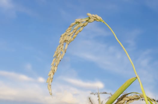 raw rice plant on the blur blue background