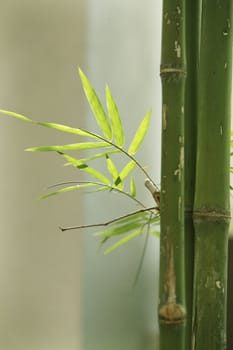 stock image of bamboo with leaf