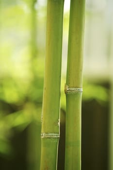 stock image of bamboo with leaf