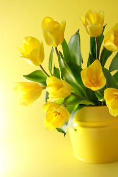 Yellow tulips in a yellow container on a yellow background