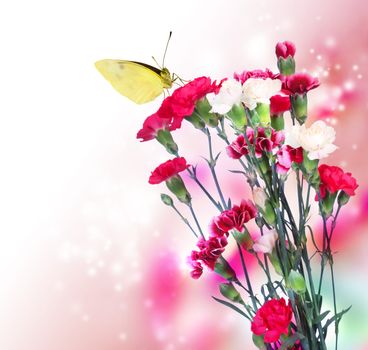 Pink carnation flowers with a butterfly on soft light background