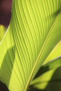 close up of the leaf