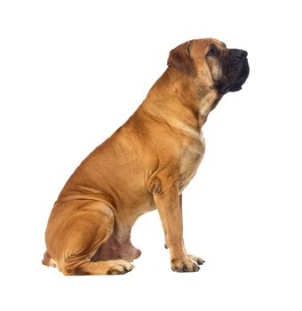 Rare breed South African boerboel posing in studio. Isolated on white