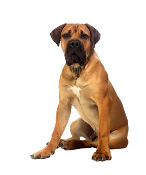 Rare breed South African boerboel posing in studio. Isolated on white