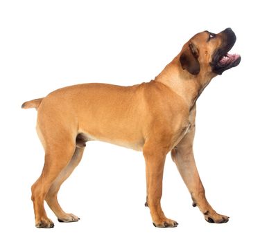 Rare breed South African boerboel posing in studio. Isolated on white