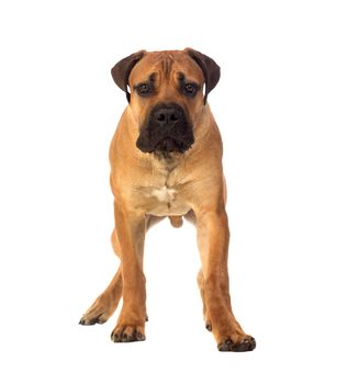 Rare breed South African boerboel posing in studio. Isolated on white