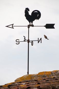 Wind cock weather vane direction with flying bird