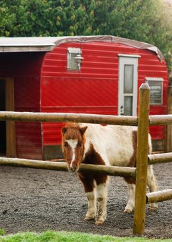 A Red Travel Trailer has been converted to a house for the horse