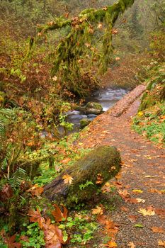 A path follows the creek through the moss filled forest