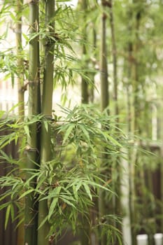 stock image of bamboo with leaf