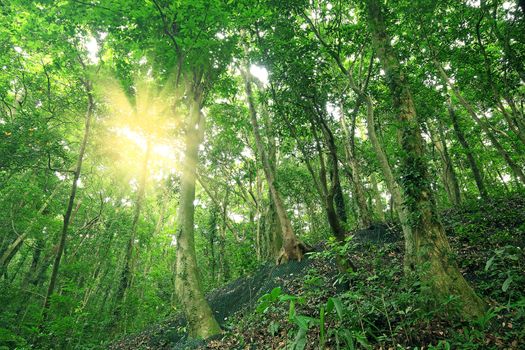 Trees in the forest and Retaining wall