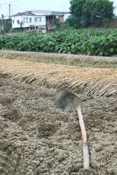 spade ready to prepare vegetable bed for sowing 