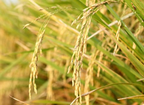 spike in thai farm rice near sunset