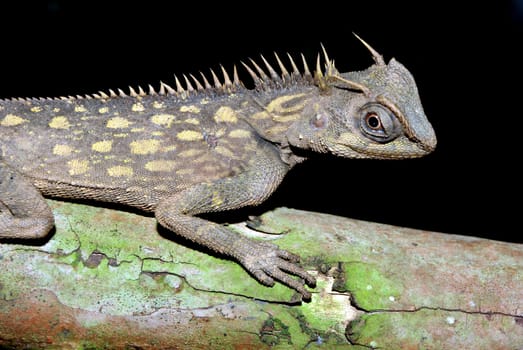 Horned Mountain Lizard in Cameron Highlands