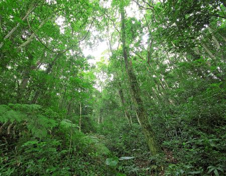 tree forest during spring 