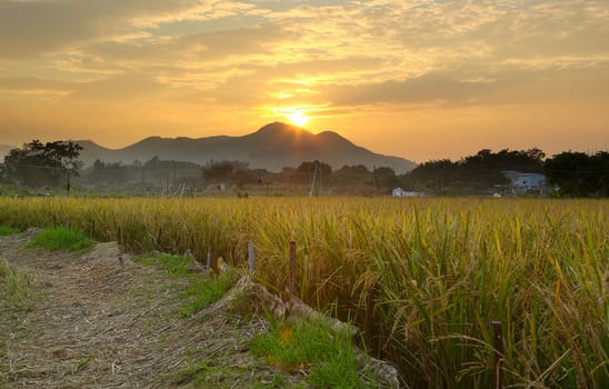 Golden sunset over farm field 