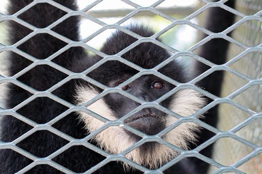 Close-up of a Hooded Capuchin Monkey contemplating life behind bars in a big city zoo, 