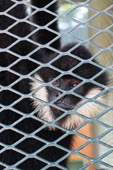 Close-up of a Hooded Capuchin Monkey contemplating life behind bars in a big city zoo, 