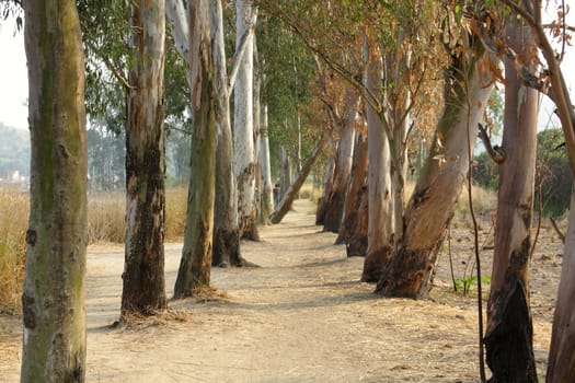 tree as row