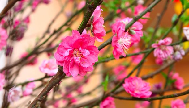 Plum Blossom 