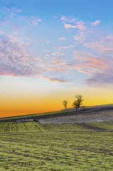 sunset over agricultural green field and trees on the horizon and cloudly sky