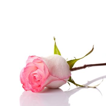 Pink rose. Rose on a white background. Pink flower.