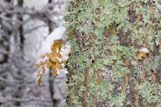 winter leaf with snow hanging on green bark tree