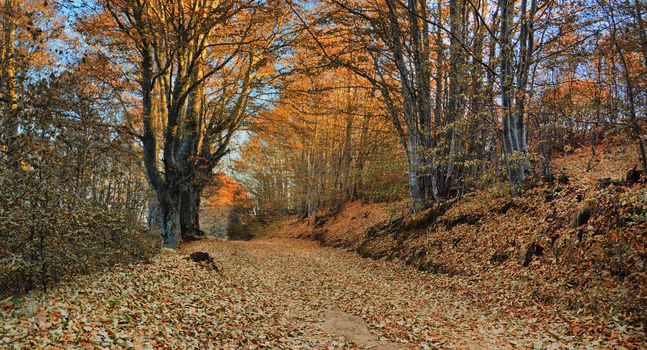 mountain road through the trees / autumn road tunnel