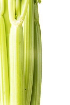 Fresh celery close up