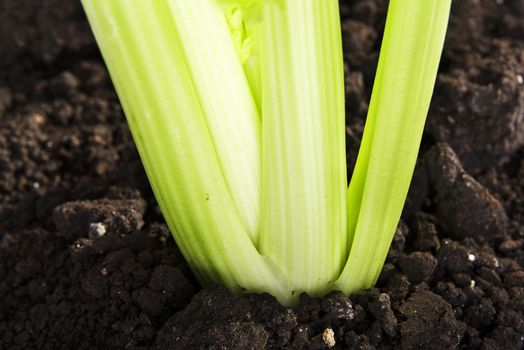 Growth of fresh celery close up