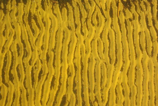 Natural background of sand ripples in shallow water
