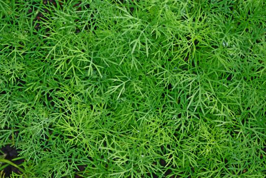 Fresh green sprouts of dill in summer close-up