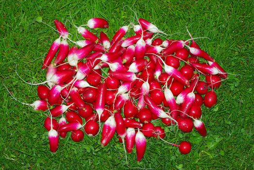 Fresh radish fruits without leaves on the green grass