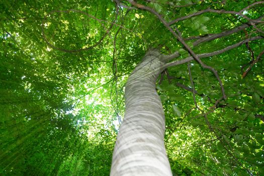 through the green tree leafs