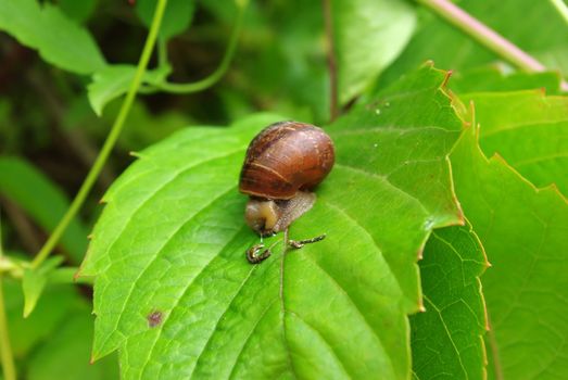 Closeup of snail on the green leaf
