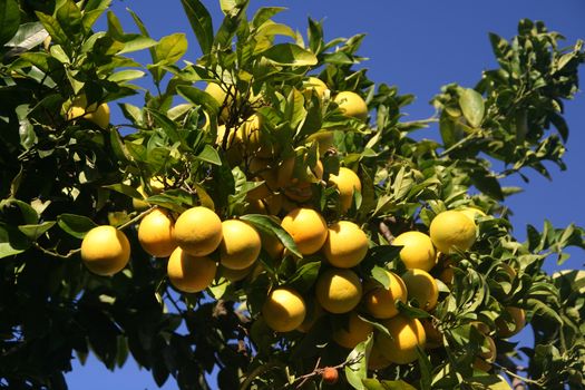 Lemon with sky background