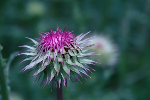 flower closeup