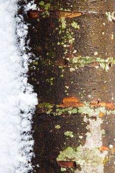 Wet tree trunk with melting snow on the side with a lot of texture