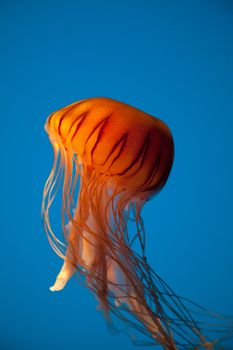 Beautiful jellyfish captured in the Baltimore Aquarium