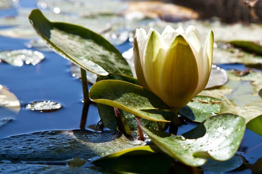 Single white water lily blossom with lilipads, very serene and tranquil.