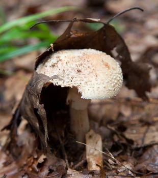 Amanita rubescens. Blusher mushroom hiding under a fallen leaf on the forest floor