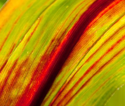 Abstract of a corn leaf at harvest time. Beautiful stripes or red and green.