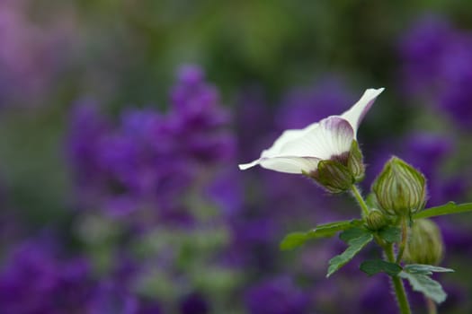 White flower tinged in purple on blurred purple and green background.